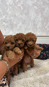 Maltipoo poodel (8 фото из 10)