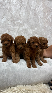 Maltipoo poodel (9 фото из 10)