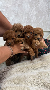 Maltipoo poodel (10 фото из 10)