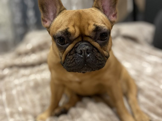 Peigmees