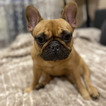 Peigmees