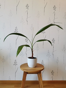 Palm (2 foto / 5)