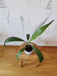 Palm (3 foto / 5)