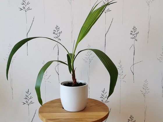 Palm