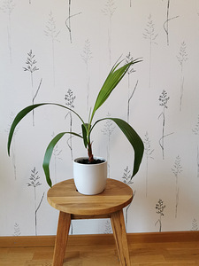 Palm (1 foto / 5)