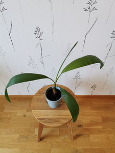 Palm (4 foto / 5)