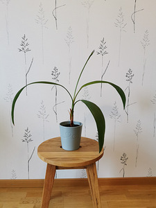 Palm (5 foto / 5)