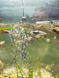 Müüa guppisid (1 foto / 1)
