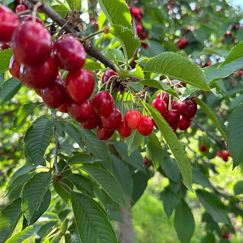 Плитка гипс