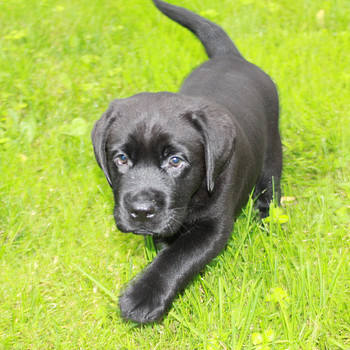 Labradori retriiveri kutsikad