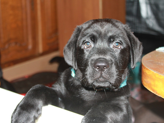 Labradori retriiveri kutsikad
