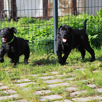 Labradori retriiveri kutsikad