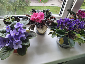 Kannike (1 foto / 3)