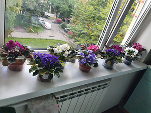 Kannike (3 foto / 3)