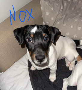 Jackrussellinterrierin pennut / Jack Russel terrier (1 valokuva sivusta 5)