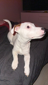 Jackrussellinterrierin pennut / Jack Russel terrier (2 valokuva sivusta 5)