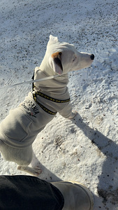 Jackrussellinterrierin pennut / Jack Russel terrier (3 valokuva sivusta 5)
