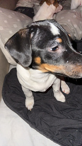 Jackrussellinterrierin pennut / Jack Russel terrier (5 valokuva sivusta 5)