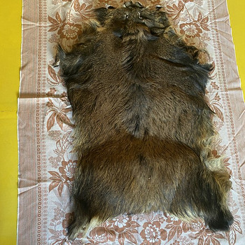 Продаётся кабанья шкура