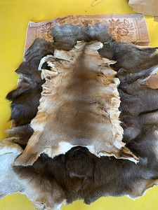 Müüa metskitse nahk (1 foto / 2)