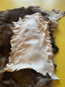 Müüa metskitse nahk (2 foto / 2)