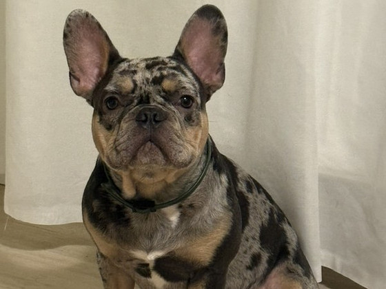 Prantsuse buldog blue merle otsib pruuti paarituseks