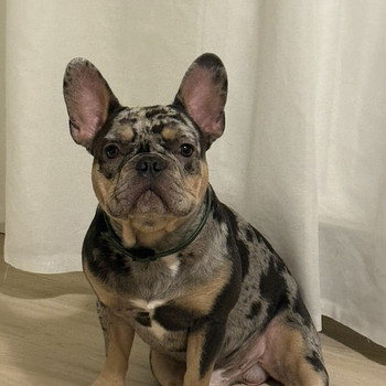 Prantsuse buldog blue merle otsib pruuti paarituseks