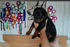 Pãrdodu Dobermana kucēnus (1 foto no 1)