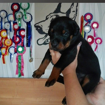 Pãrdodu Dobermana kucēnus