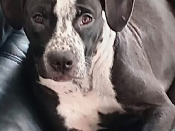 American bully / Pitbull