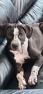 American bully / Pitbull (1 valokuva sivusta 2)
