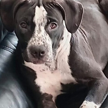 American bully / Pitbull