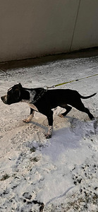 American bully / Pitbull (2 valokuva sivusta 2)