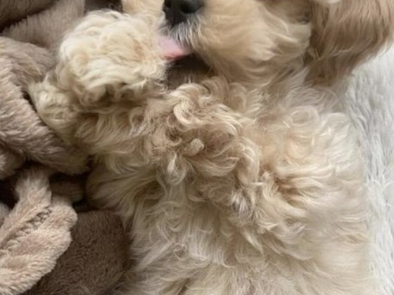 Мальтипу maltipoo