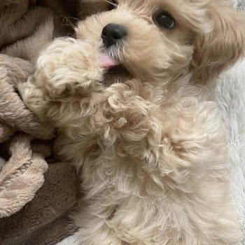 Мальтипу maltipoo