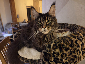 Maine Coon 50% kassipojad (10 foto / 10)