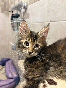 Maine Coon 50% kassipojad (1 foto / 10)
