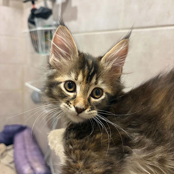 Maine Coon 50% kassipojad