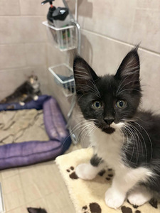 Maine Coon 50% kassipojad (2 foto / 10)