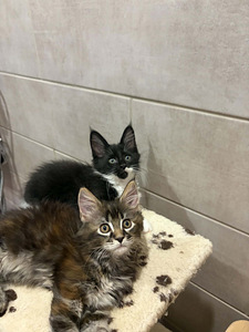 Maine Coon 50% kassipojad (6 foto / 10)