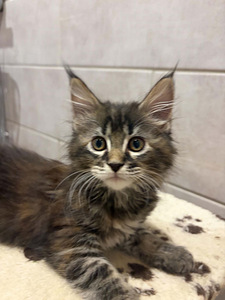 Maine Coon 50% kassipojad (3 foto / 10)