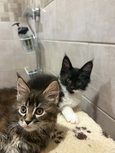 Maine Coon 50% kassipojad (5 foto / 10)