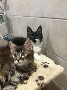 Maine Coon 50% kassipojad (8 foto / 10)