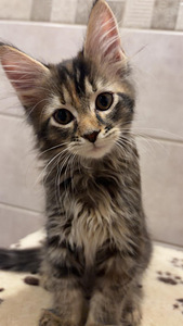 Maine Coon 50% kassipojad (4 foto / 10)