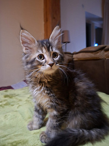 Maine Coon 50% kassipojad (7 foto / 10)
