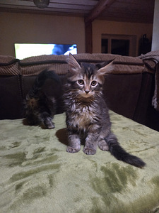 Maine Coon 50% kassipojad (9 foto / 10)