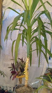 Lill (1 foto / 1)