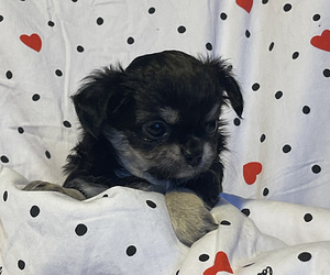 Pitkäkarvainen chihuahua-poika (1 valokuva sivusta 5)