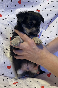 Pitkäkarvainen chihuahua-poika (2 valokuva sivusta 5)