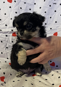 Pitkäkarvainen chihuahua-poika (3 valokuva sivusta 5)